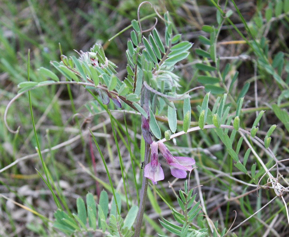 Image of Vicia striata specimen.