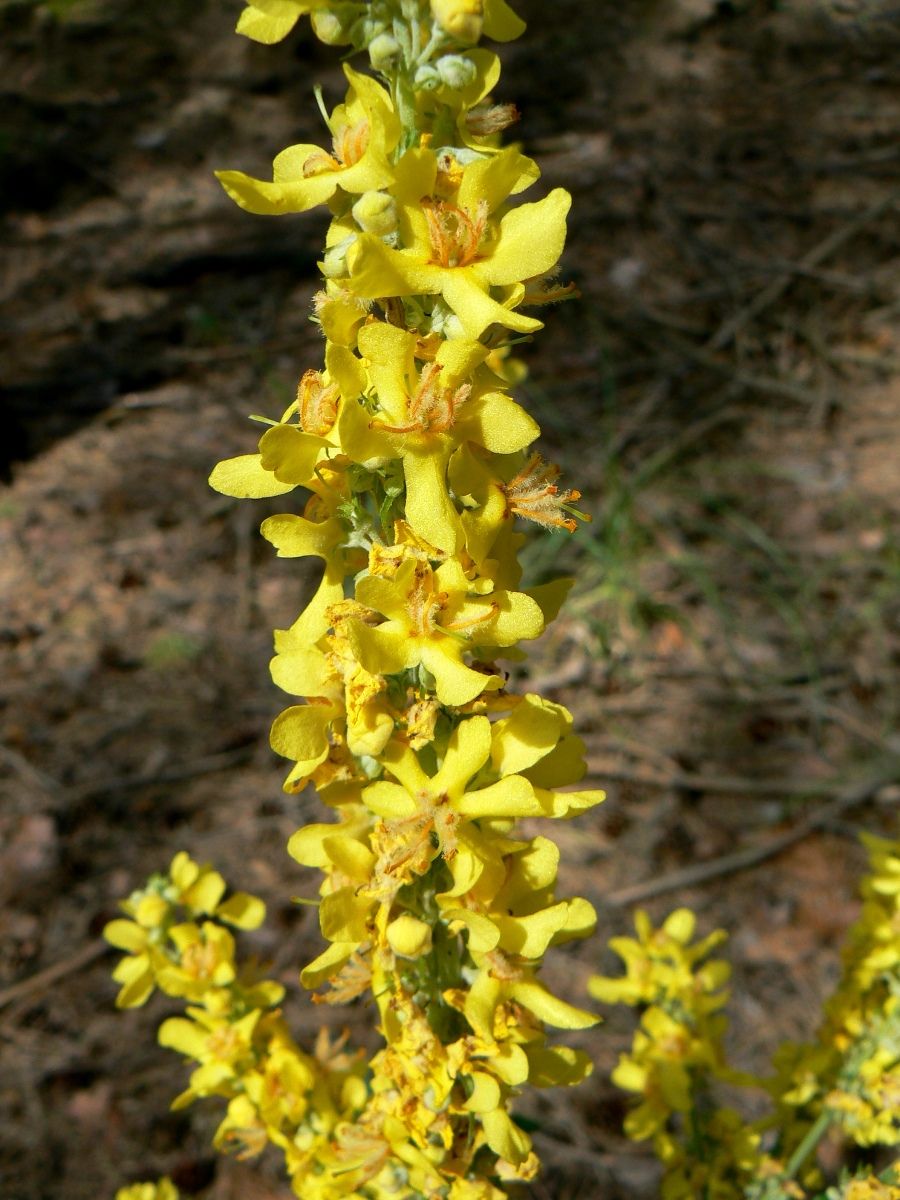 Изображение особи Verbascum lychnitis.