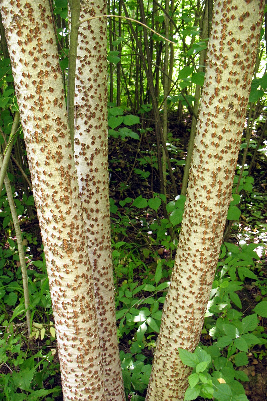 Image of Populus alba specimen.