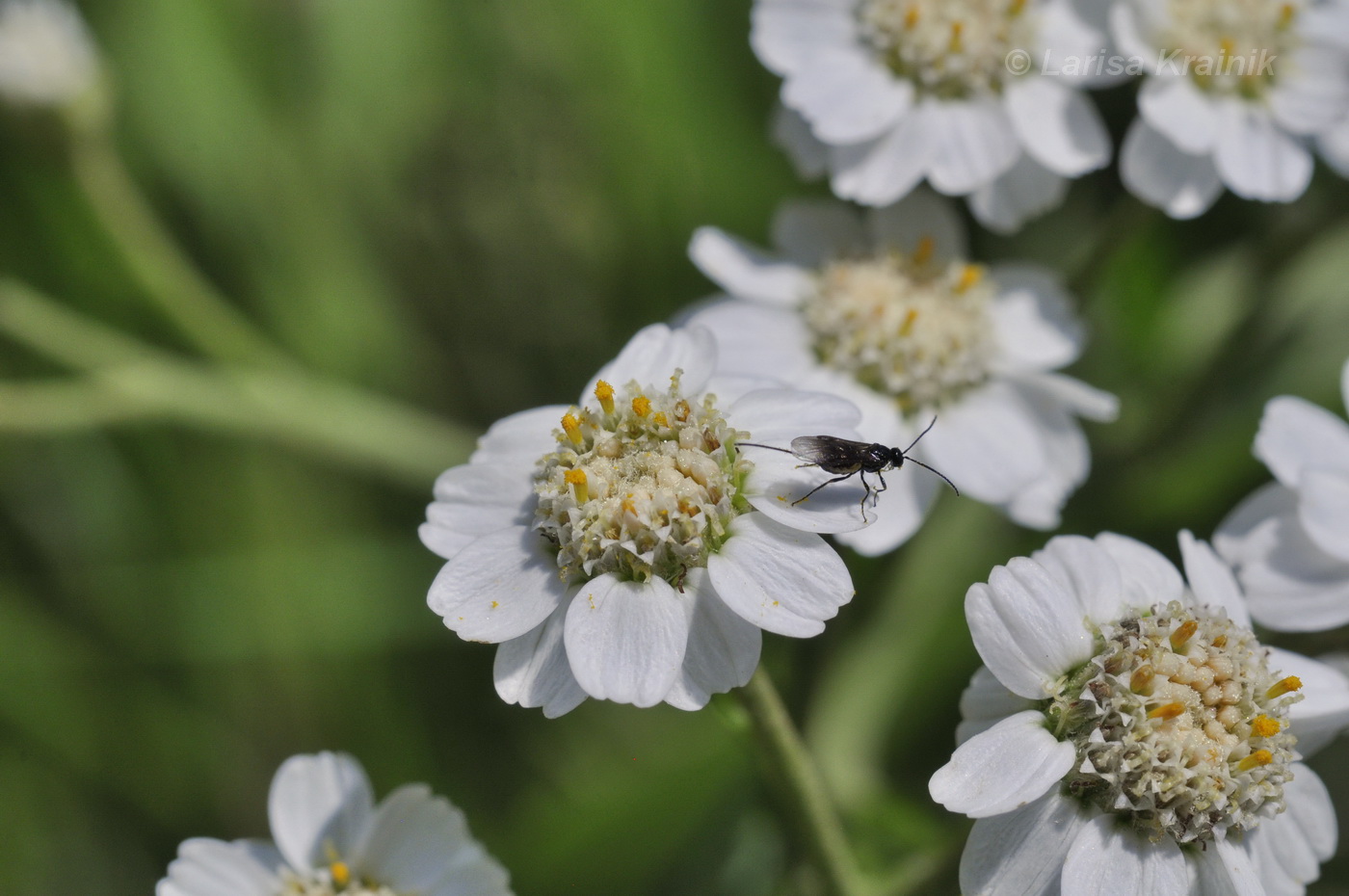 Изображение особи Achillea acuminata.