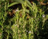 Rosmarinus officinalis. Верхушки побегов с цветками. Крым, Белогорский р-н, Топловский монастырь, цветник. 12.08.2018.