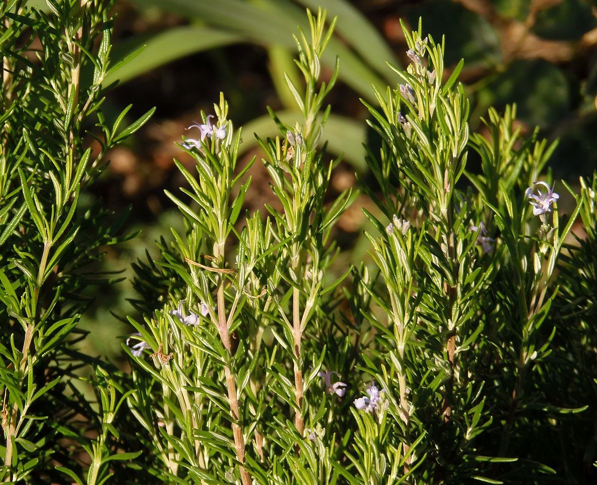 Image of Rosmarinus officinalis specimen.