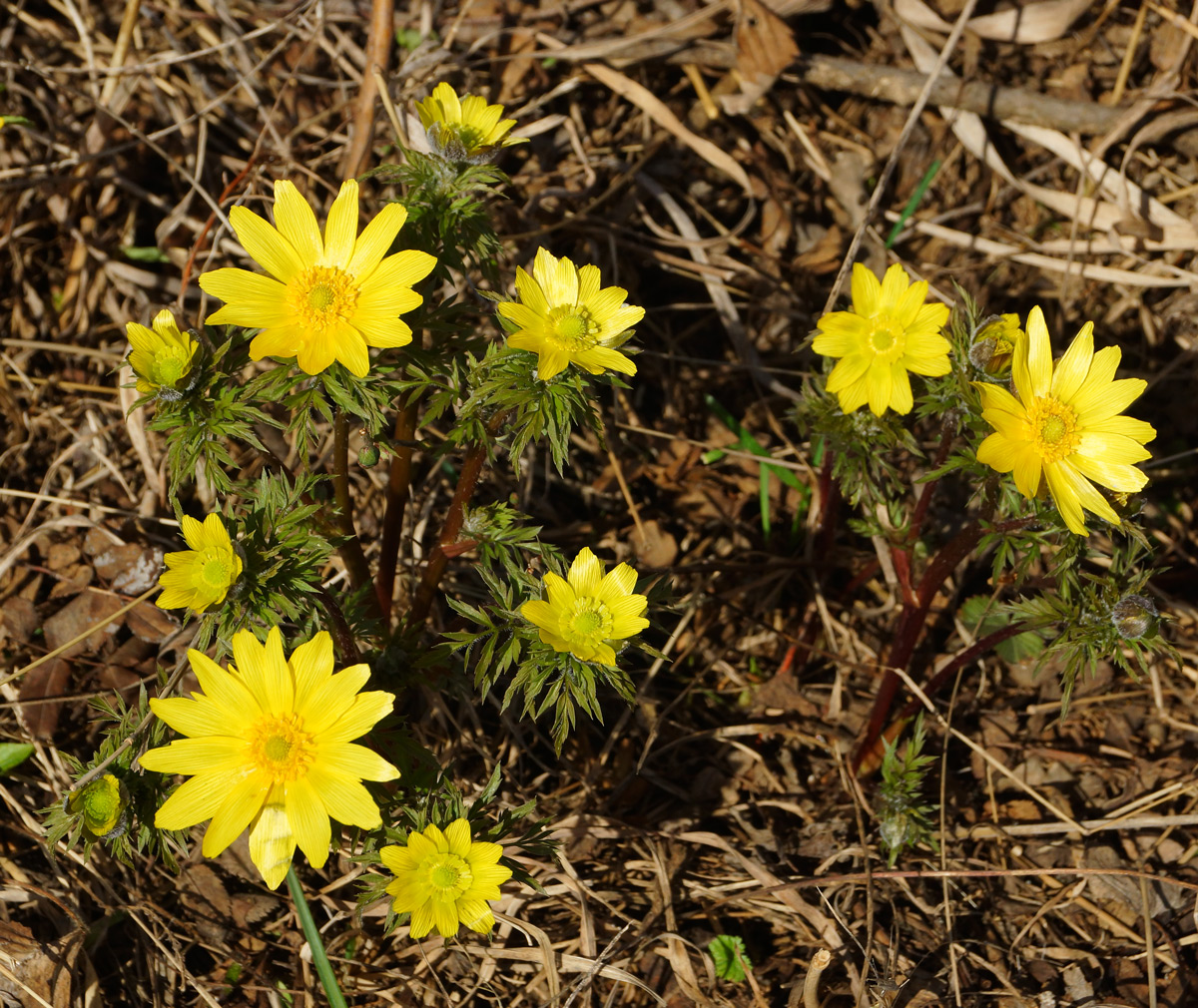 Image of Adonis villosa specimen.