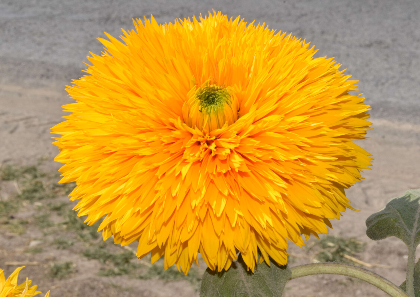 Изображение особи Helianthus annuus.