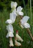 Lathyrus pallescens