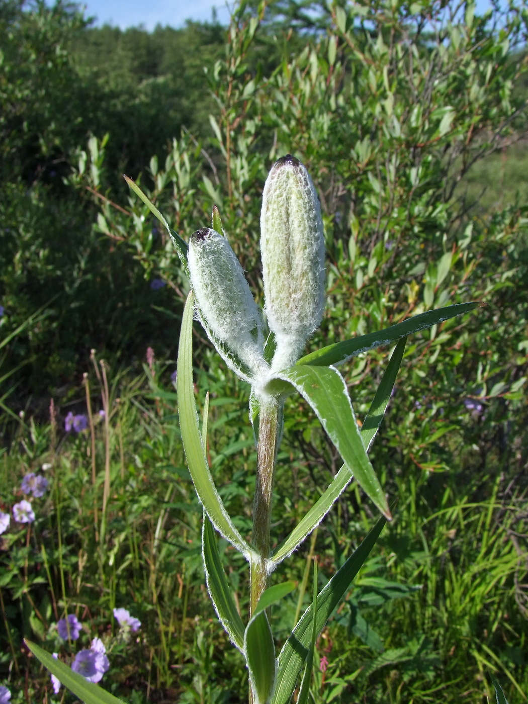 Image of Lilium pensylvanicum specimen.