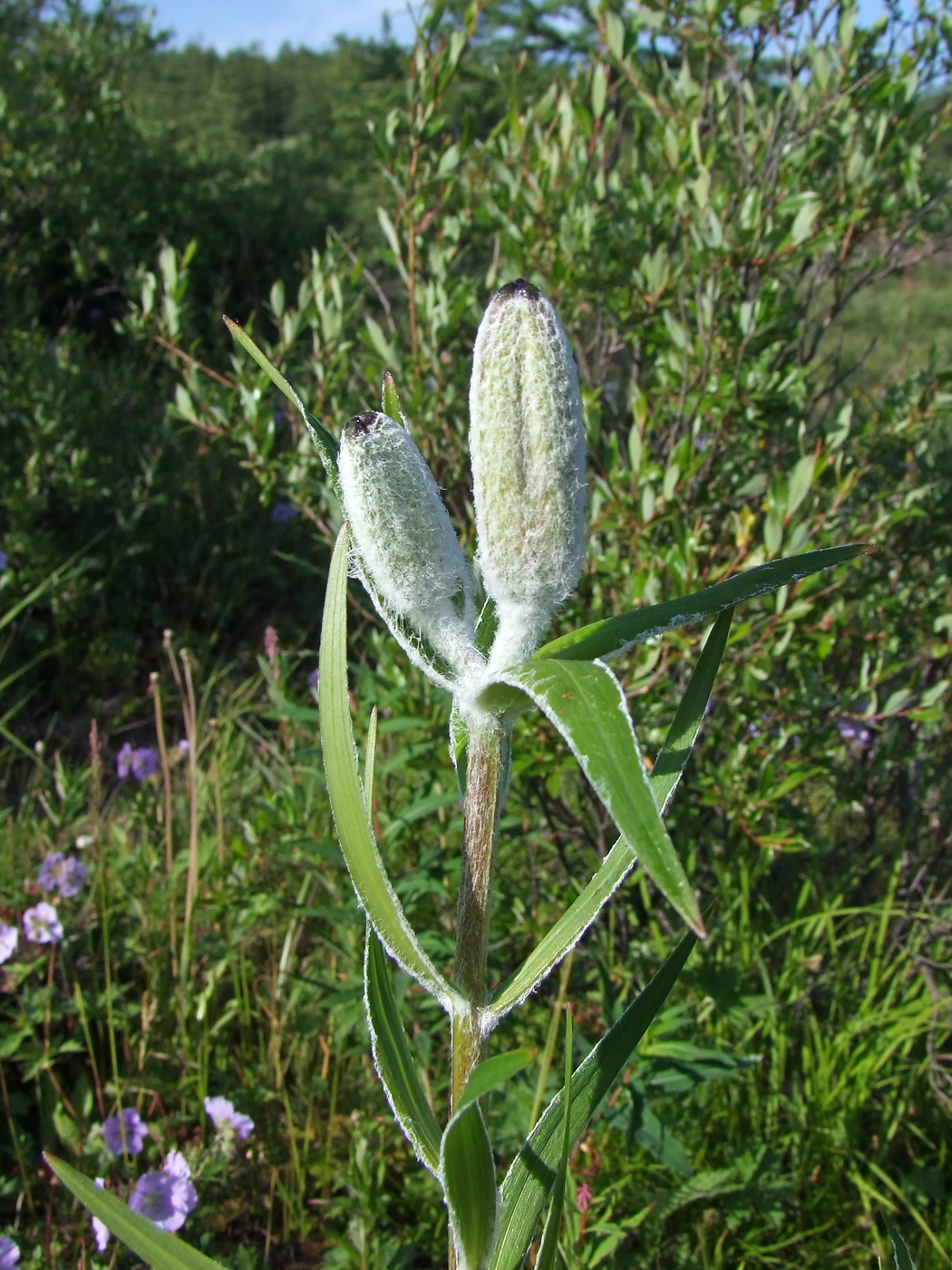 Изображение особи Lilium pensylvanicum.