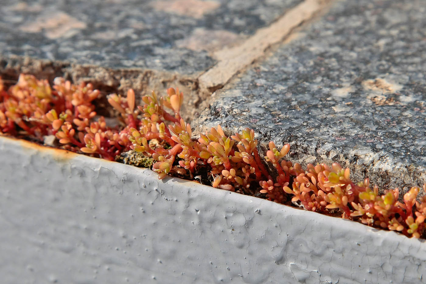 Image of Portulaca oleracea specimen.