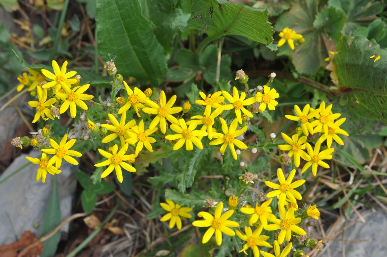 Image of Senecio sosnovskyi specimen.