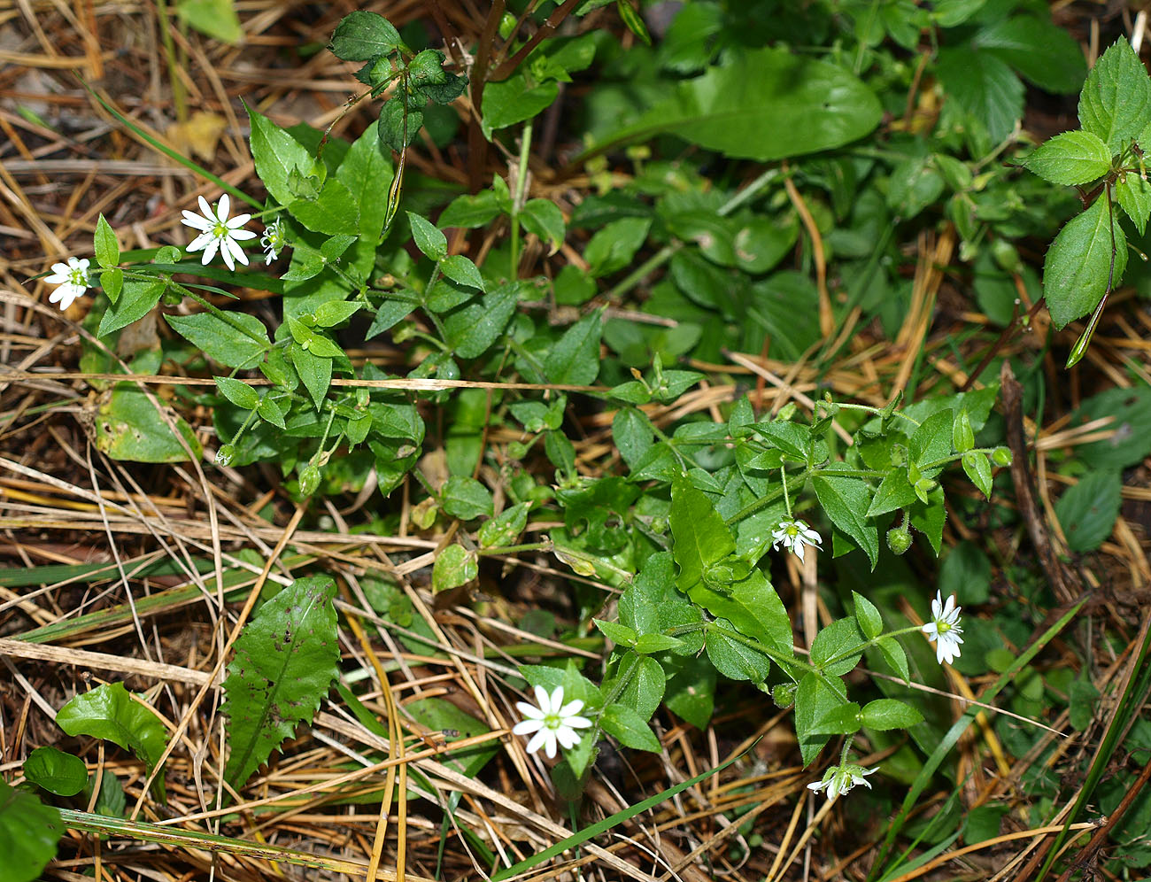 Image of Myosoton aquaticum specimen.