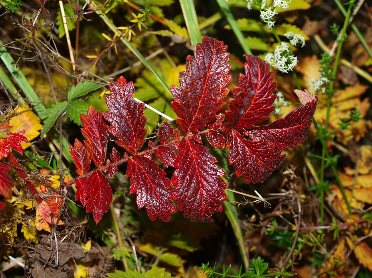Image of Agrimonia eupatoria specimen.