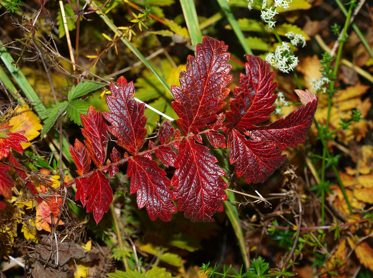 Изображение особи Agrimonia eupatoria.