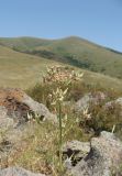 Lactuca wilhelmsiana