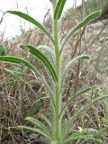 Onosma microcarpa