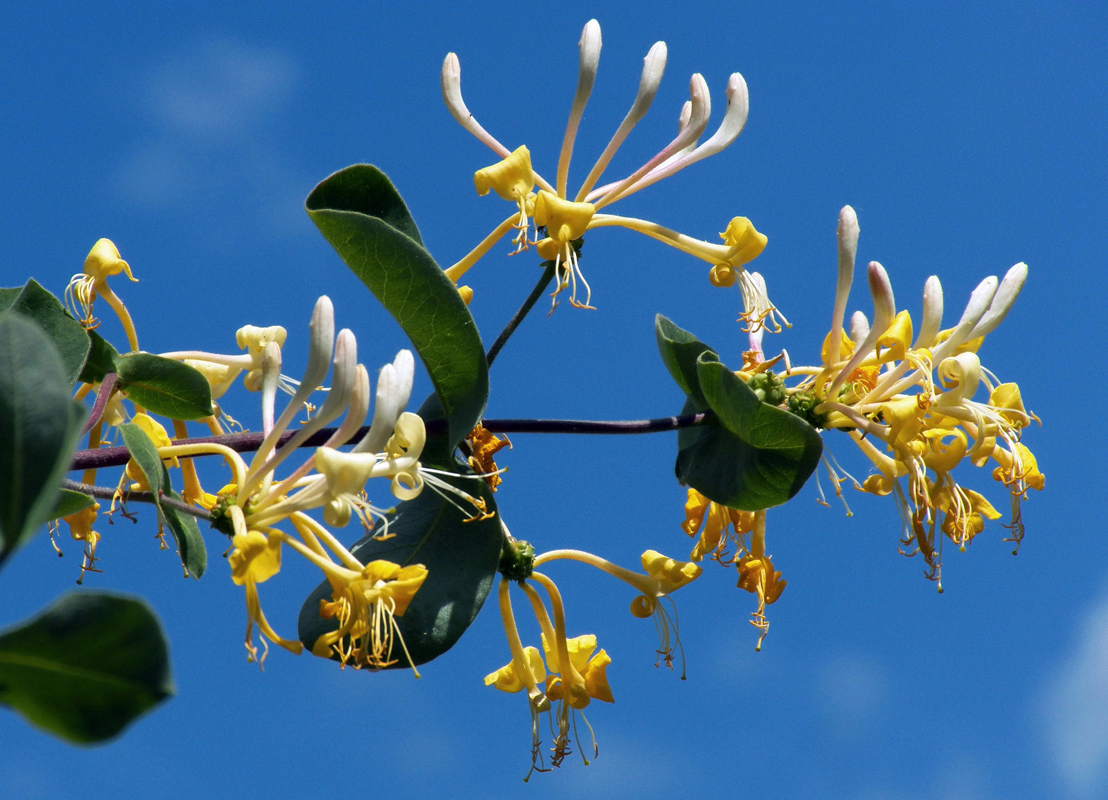 Изображение особи Lonicera etrusca.