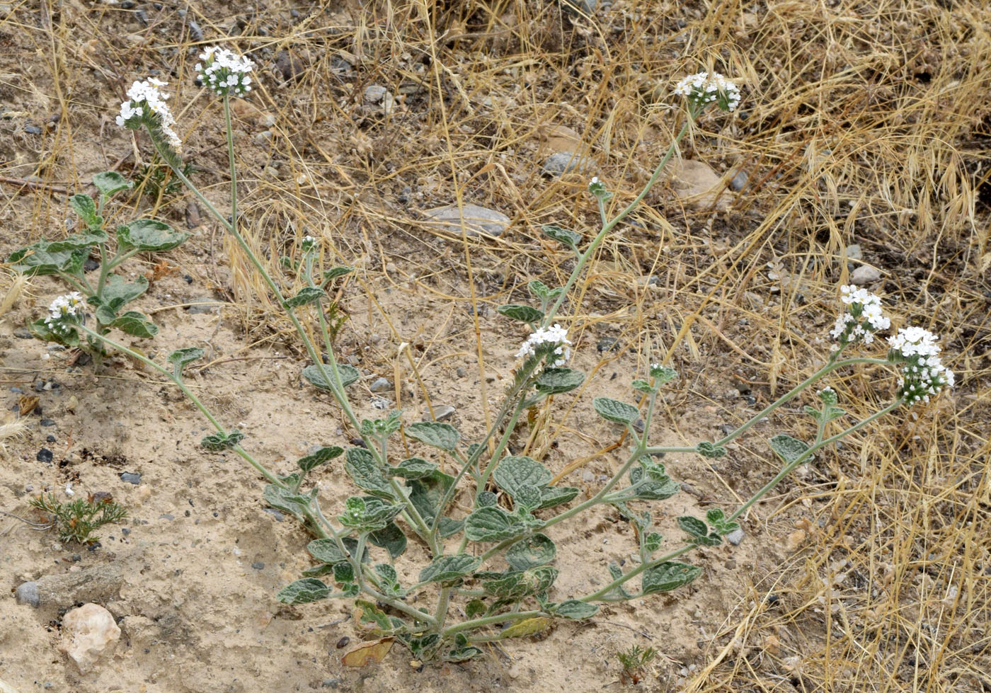 Изображение особи Heliotropium olgae.