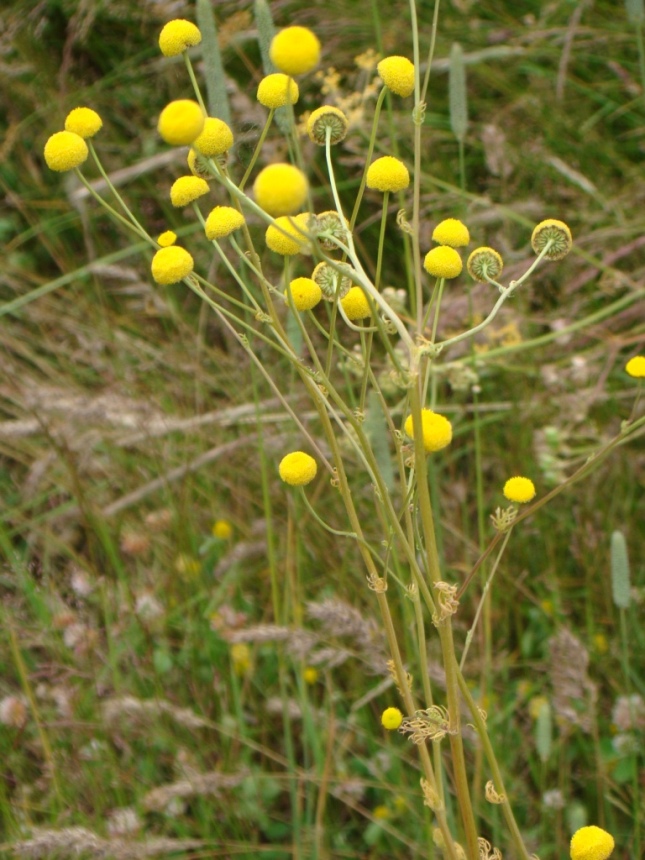 Image of Tripleurospermum disciforme specimen.