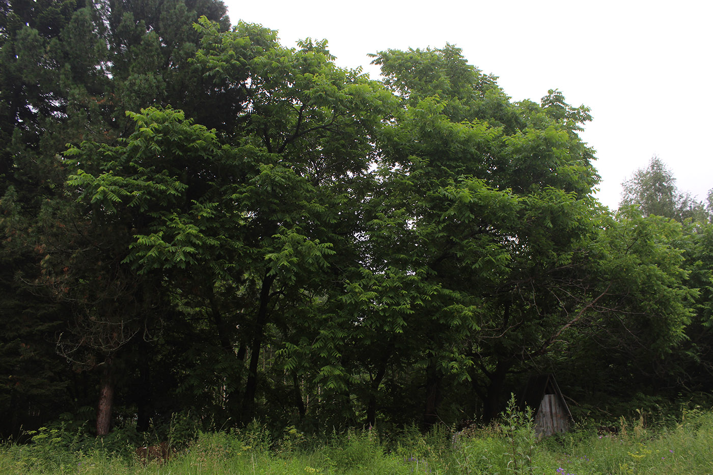 Изображение особи Juglans mandshurica.