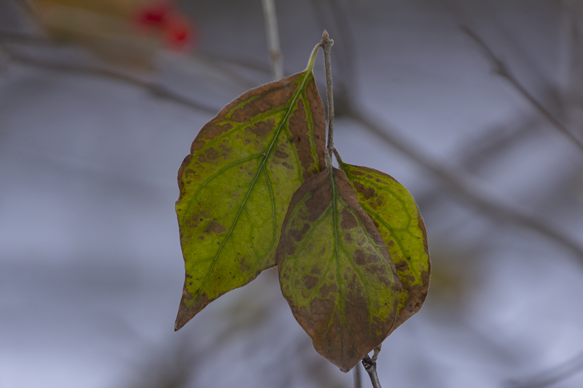 Image of Lonicera maackii specimen.