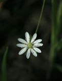 Stellaria longifolia