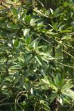 род Ilex. Ветви с незрелыми плодами. Краснодарский край, г. Сочи, Лазаревский р-н, сан. \"Белые Ночи\", в культуре. 08.08.2018.