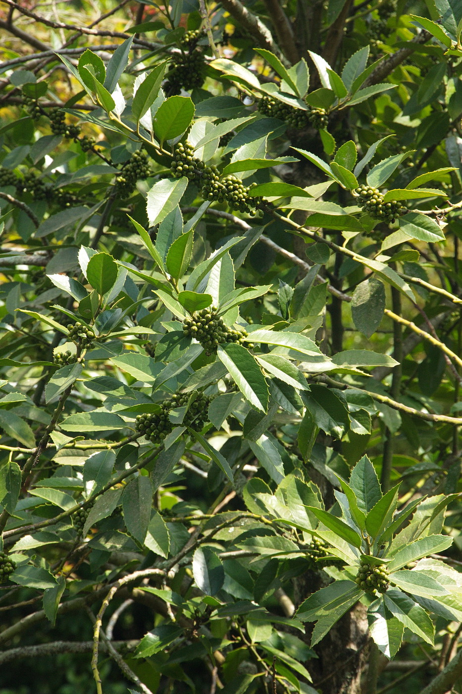 Image of genus Ilex specimen.