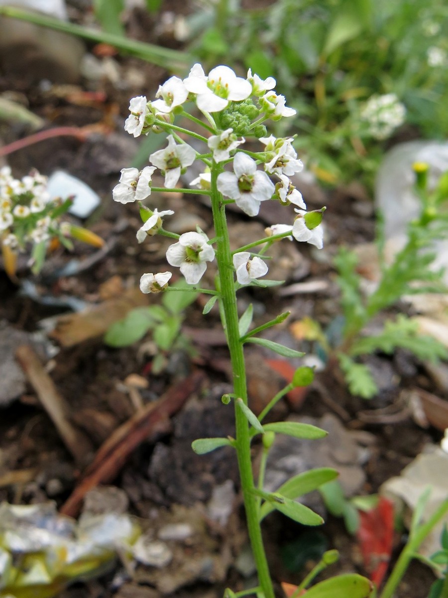 Image of Lobularia maritima specimen.