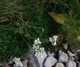 Achillea multifida. Цветущее и плодоносящее растение. Болгария, национальный парк Пирин, субальпийский луг, у тропы. 15.08.2013.