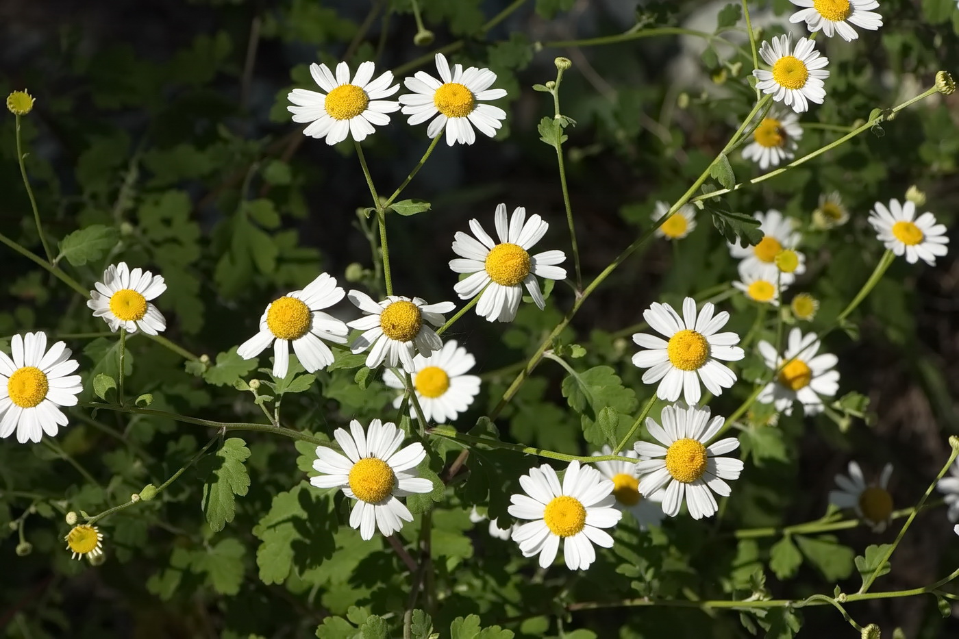 Изображение особи Pyrethrum parthenifolium.