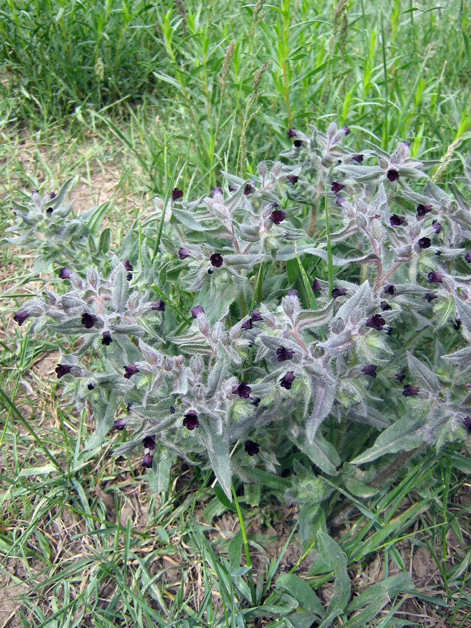 Image of Nonea rossica specimen.