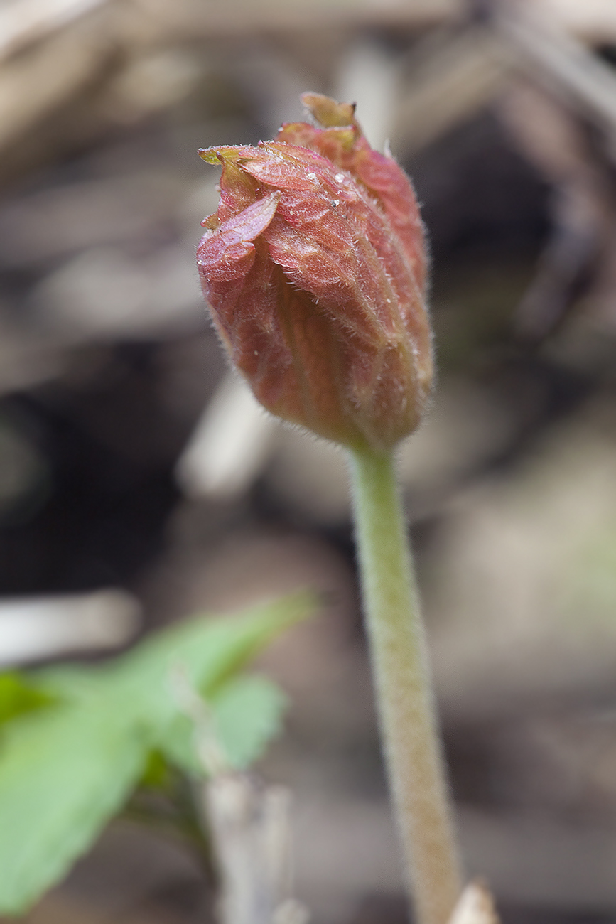 Изображение особи Geranium sylvaticum.