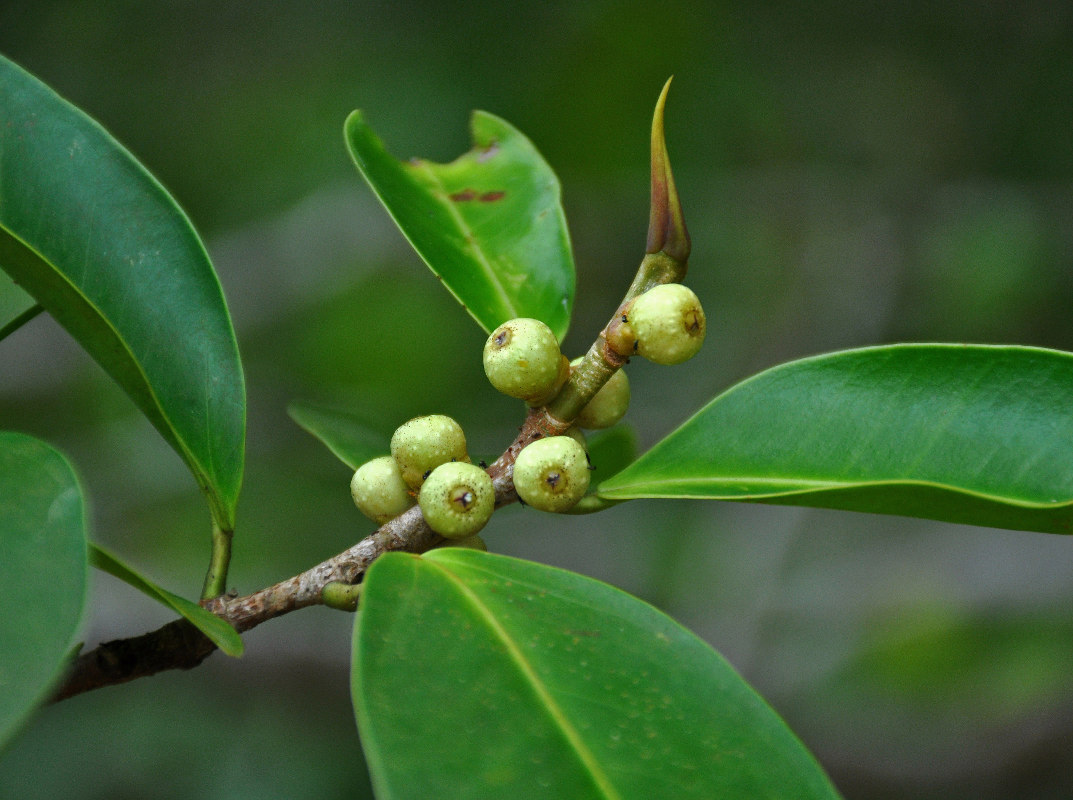 Image of Ficus microcarpa specimen.