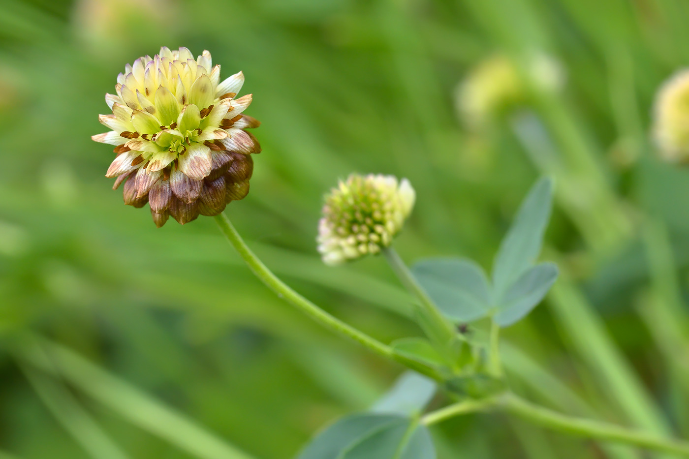 Image of Trifolium rytidosemium specimen.