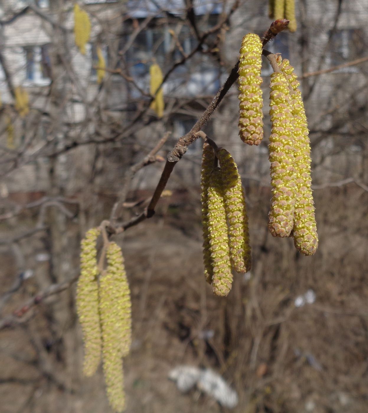 Image of Corylus avellana specimen.