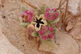 Aizoon hispanicum