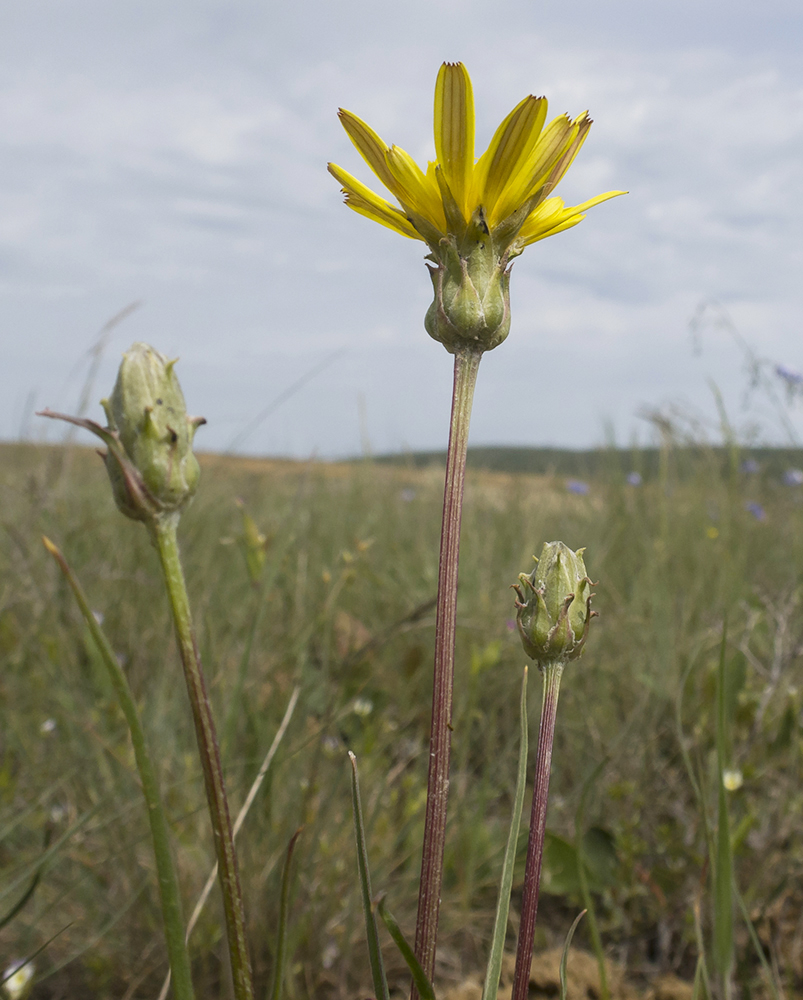 Image of Scorzonera cana specimen.