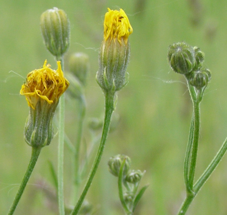 Изображение особи Crepis tectorum.