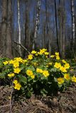 Caltha palustris