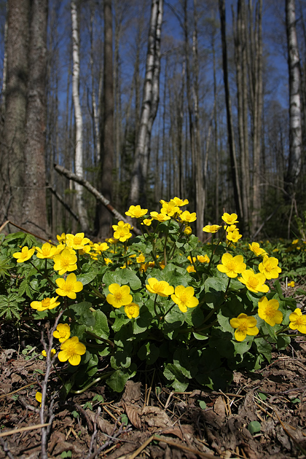 Изображение особи Caltha palustris.