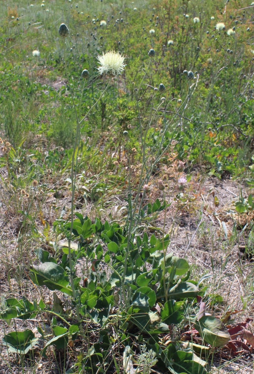 Image of Rhaponticoides kasakorum specimen.