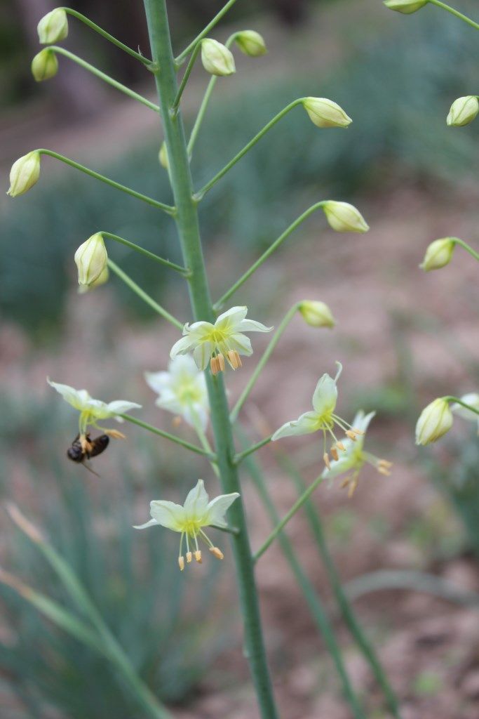 Изображение особи Eremurus suworowii.