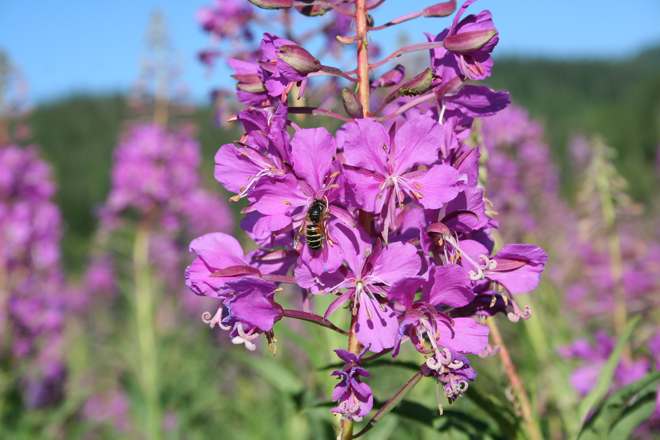 Изображение особи Chamaenerion angustifolium.