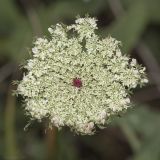 Daucus carota