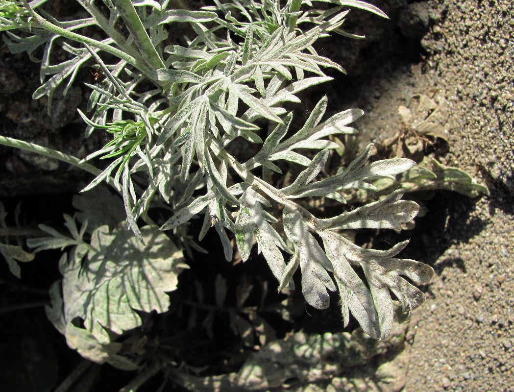 Image of Scabiosa ochroleuca specimen.