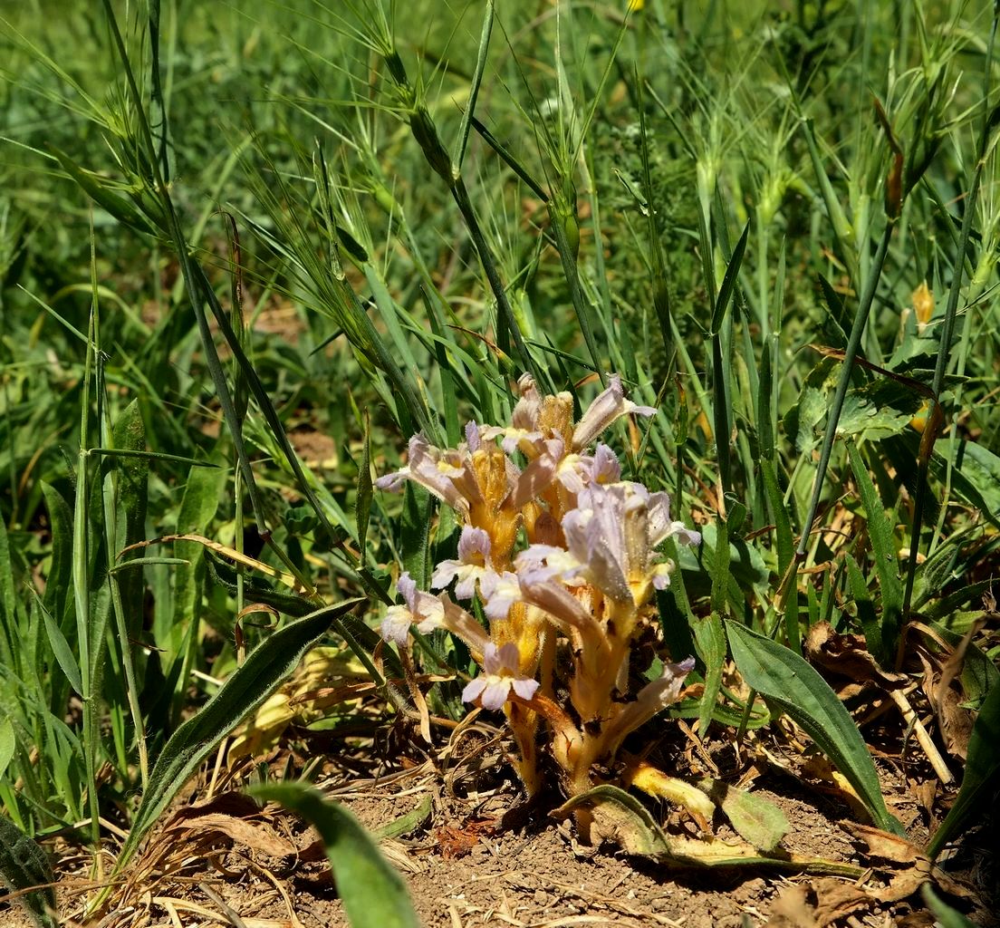 Image of genus Phelipanche specimen.