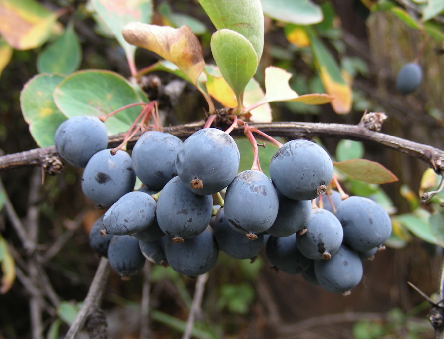 Image of Berberis sphaerocarpa specimen.