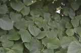 Tilia cordifolia