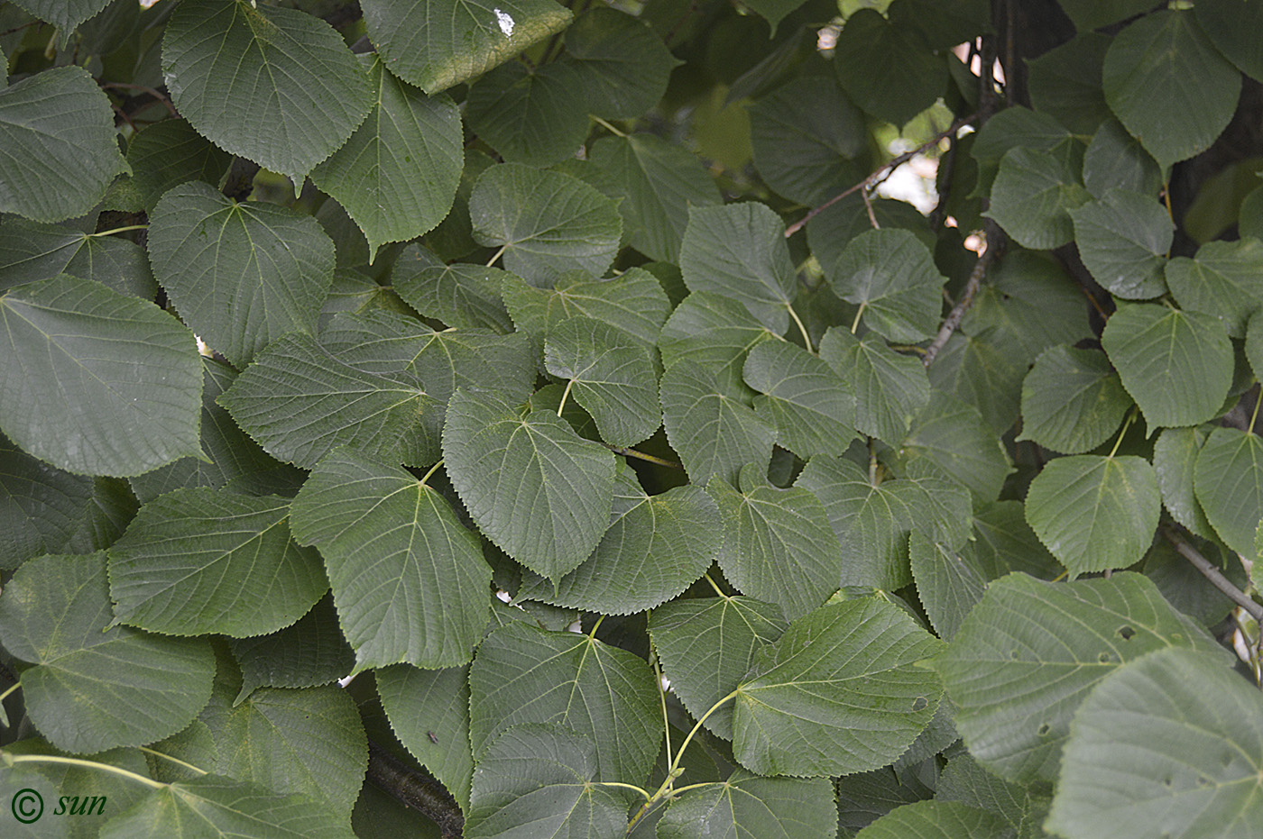 Image of Tilia cordifolia specimen.