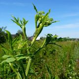 Pastinaca sativa. Верхушка побега с распускающимися соцветиями. Чувашия, окр. г. Шумерля, дер. Подборное. 8 июня 2008 г.