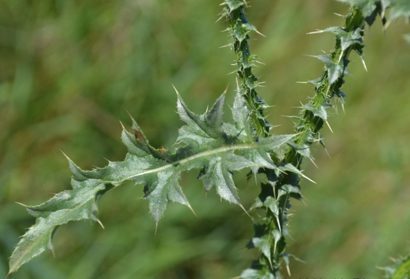 Image of Carduus acanthoides specimen.